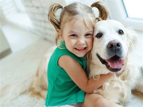 Do dogs get more cuddly with age?